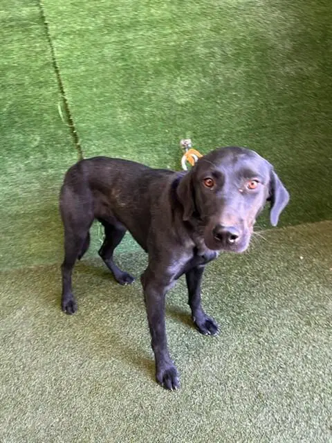 Dahlia - Labrador Retriever