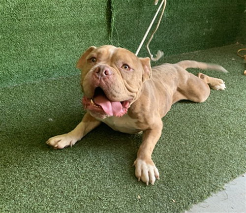 ATLAS, a dog for adoption from Los Angeles County Animal Control - Baldwin Park