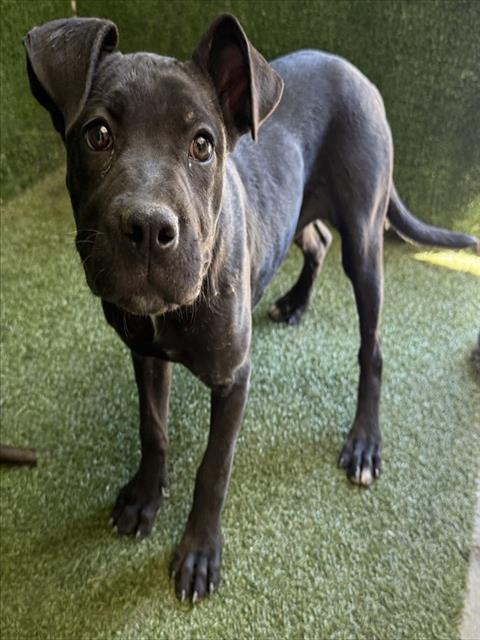 TANYA, a dog for adoption from Los Angeles County Animal Control - Baldwin Park