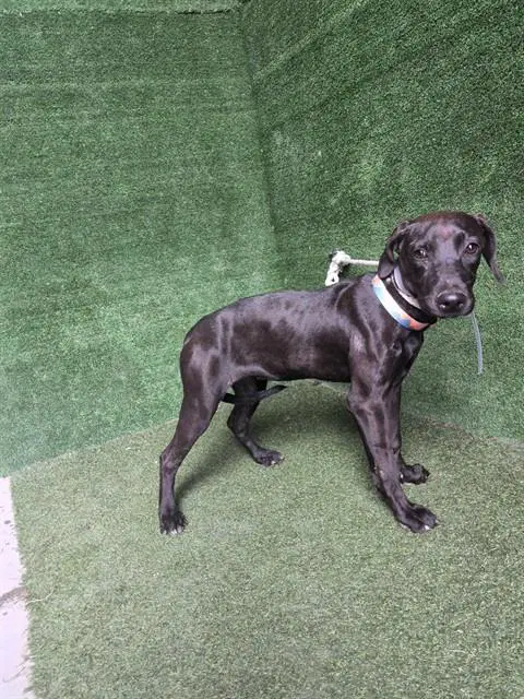 Vesta - Labrador Retriever