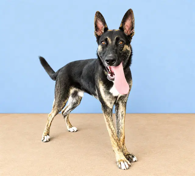 Bruster - German Shepherd Dog