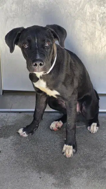 Loki - Pit Bull Terrier