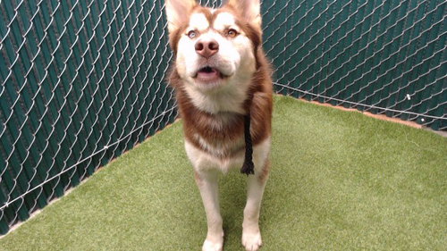TOPPER, a dog for adoption from Los Angeles County Animal Control - Baldwin Park