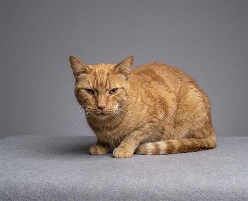 JAXON, a cat for adoption from Los Angeles County Animal Control - Baldwin Park