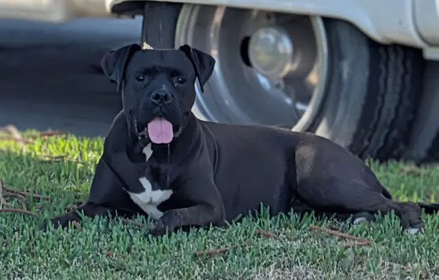 Sparrow - Boxer