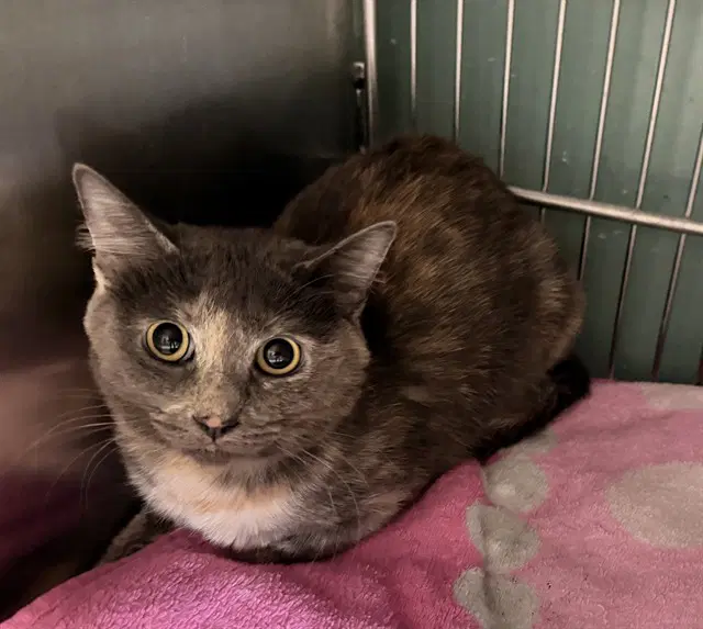 Azula - Domestic Short Hair