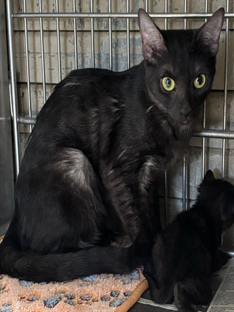 SMOKEY, a cat for adoption from Los Angeles County Animal Control - Baldwin Park