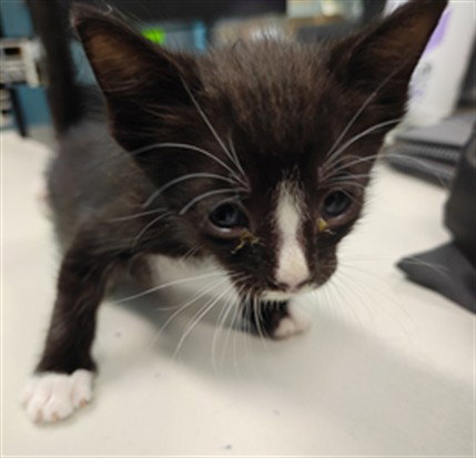 SHELDON, a cat for adoption from Los Angeles County Animal Control - Baldwin Park