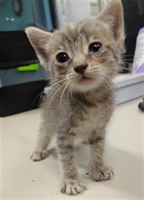 AMY, a cat for adoption from Los Angeles County Animal Control - Baldwin Park