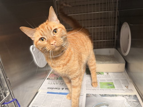 ORSEN, a cat for adoption from Los Angeles County Animal Control - Baldwin Park