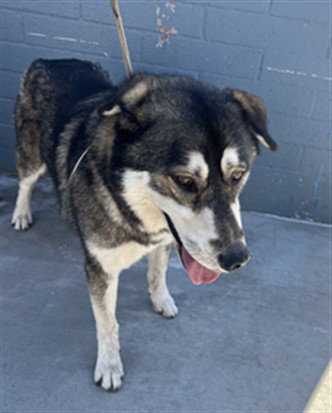 HACHI, a dog for adoption from Los Angeles County Animal Control - Baldwin Park