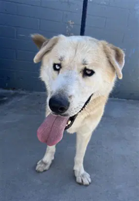Toby Cuevas - German Shepherd Dog