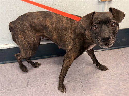 GIGI, a dog for adoption from Los Angeles County Animal Control - Baldwin Park