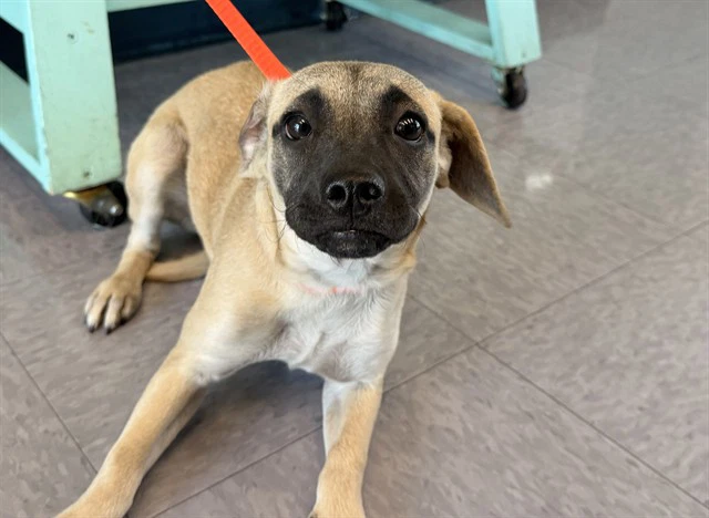 Pixie