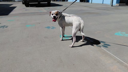 A5804710, a dog for adoption from Los Angeles County Animal Control - Baldwin Park
