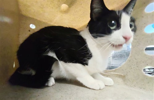 CLOVER, a cat for adoption from Los Angeles County Animal Control - Baldwin Park