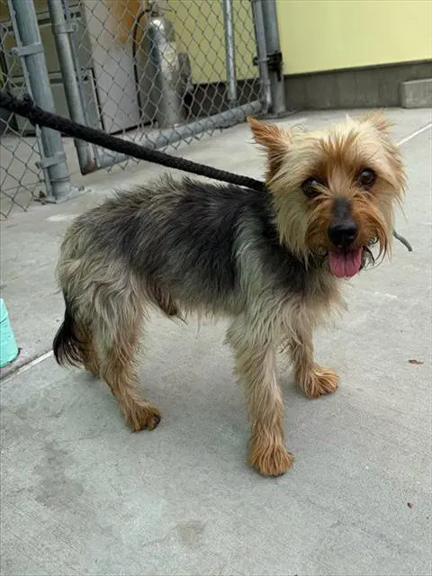 Ramzie - Yorkshire Terrier Yorkie