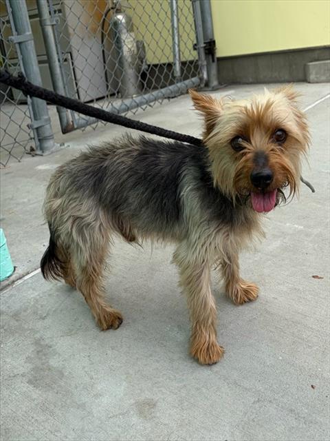 RAMZIE, a dog for adoption from Los Angeles County Animal Control - Baldwin Park