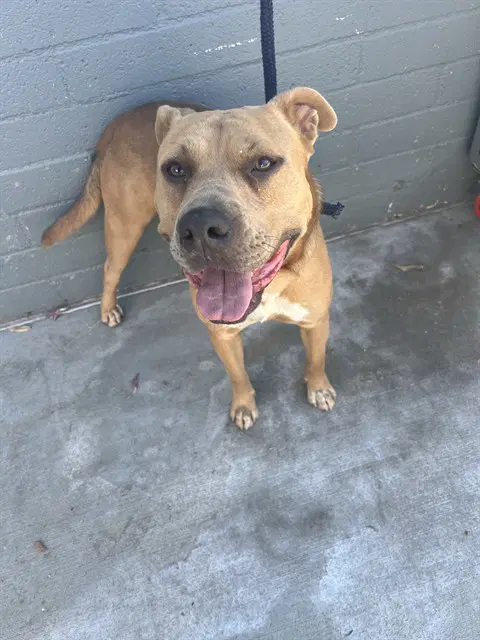 Javi - Pit Bull Terrier