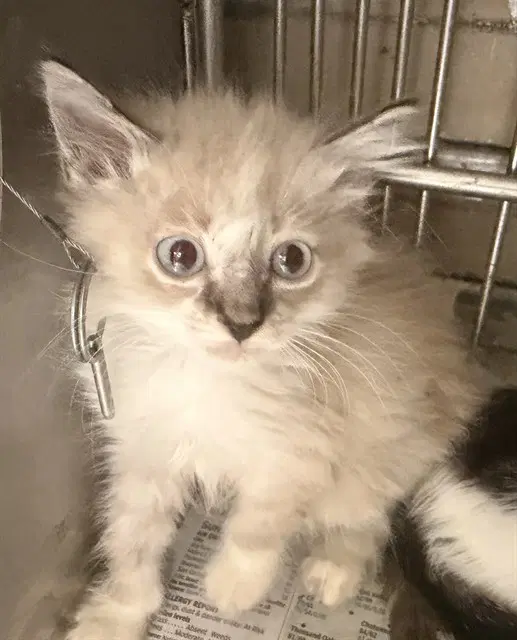 Chad - Domestic Medium Hair