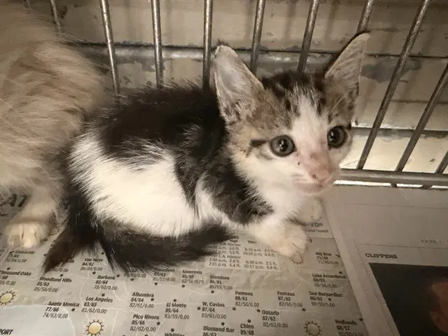 Rambo - Domestic Short Hair