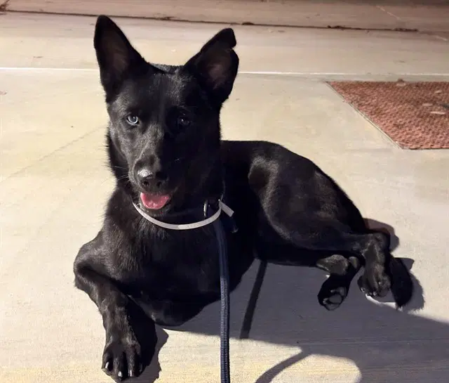 Lilith - Labrador Retriever