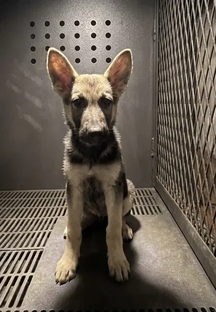 Yelena - German Shepherd Dog