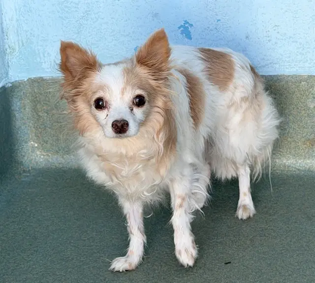 Lulu - Chihuahua