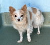 LULU — Baldwin Park, CA Adoption