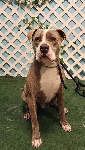 Tiger - Pit Bull Terrier