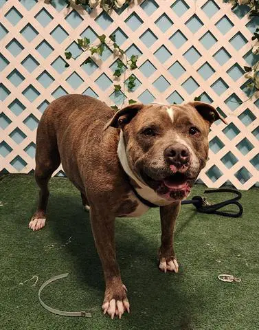 Peppa - Pit Bull Terrier