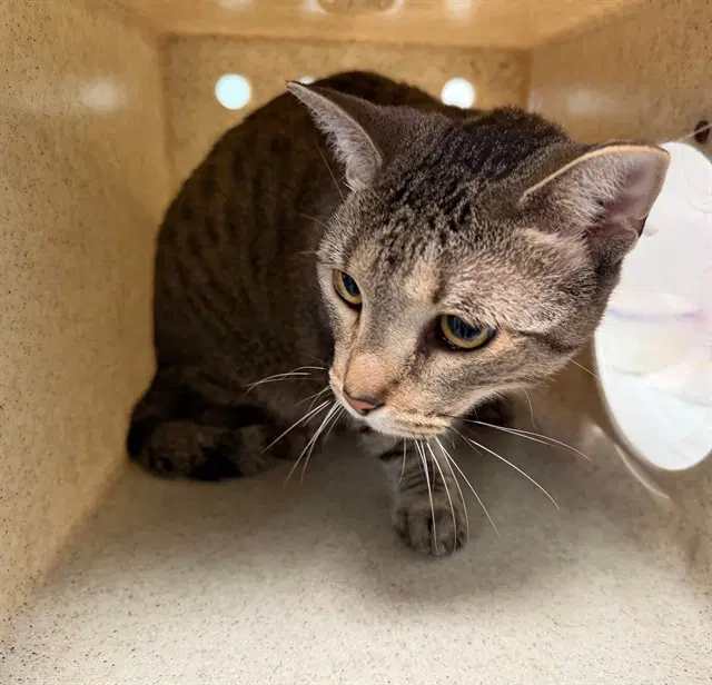 Liuzi - Domestic Short Hair