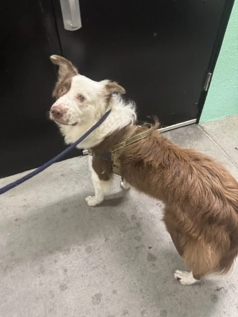 Max