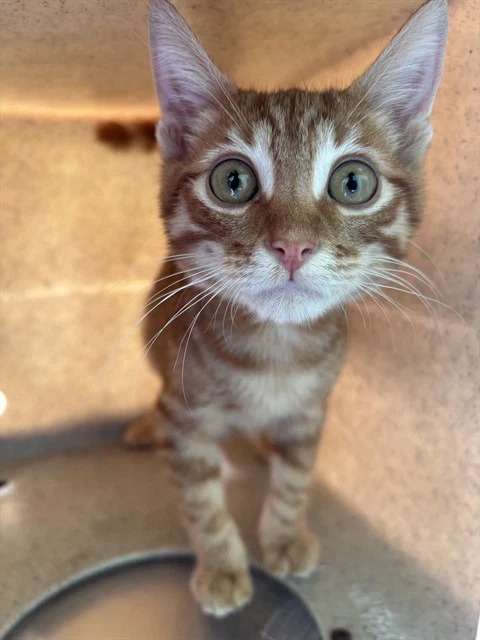 Sam