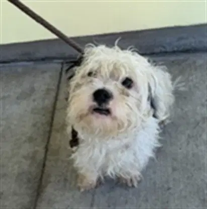 Chip - Maltese