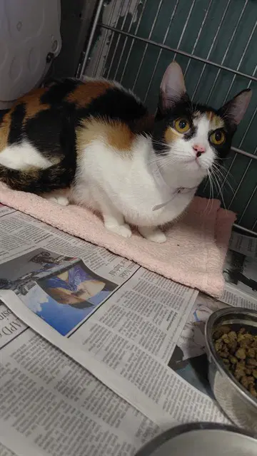 Mochi - Domestic Short Hair