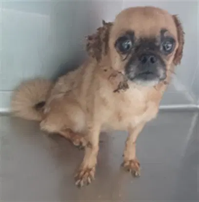 Max - Pug