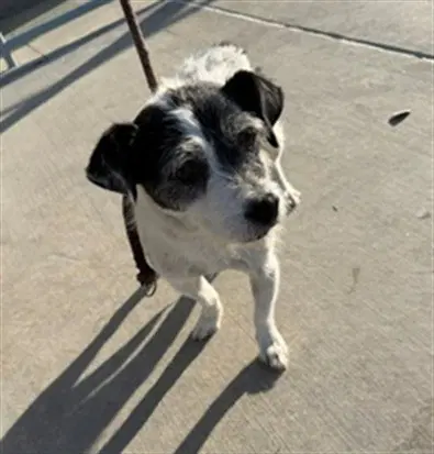 Max - Terrier