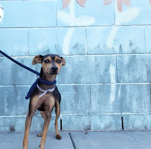 Max - Chihuahua