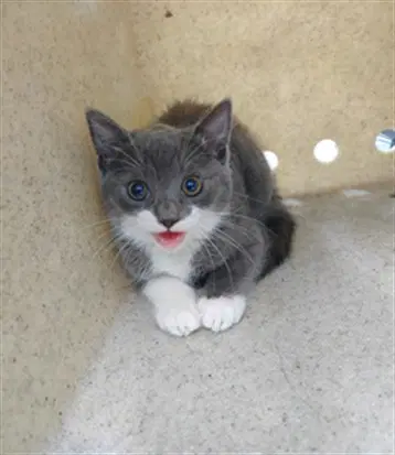 Sox - Domestic Short Hair
