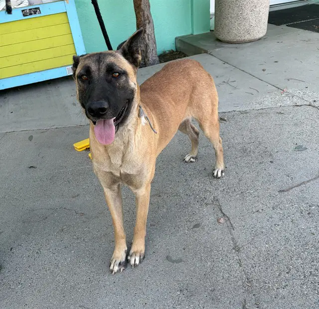 Max - German Shepherd Dog