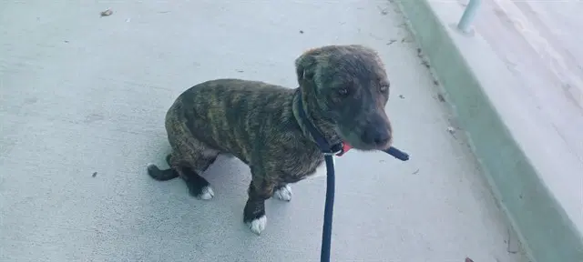Unknown - Terrier