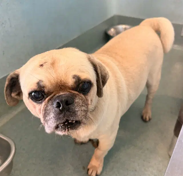Oliver - Pug