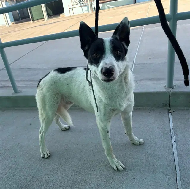 Dw Duck - Canaan Dog