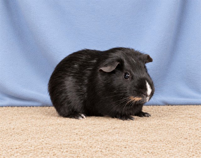 PUMBAA