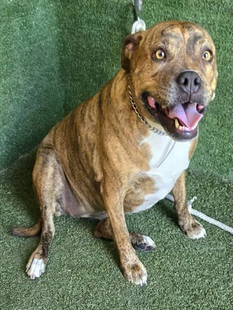 Luna - Pit Bull Terrier