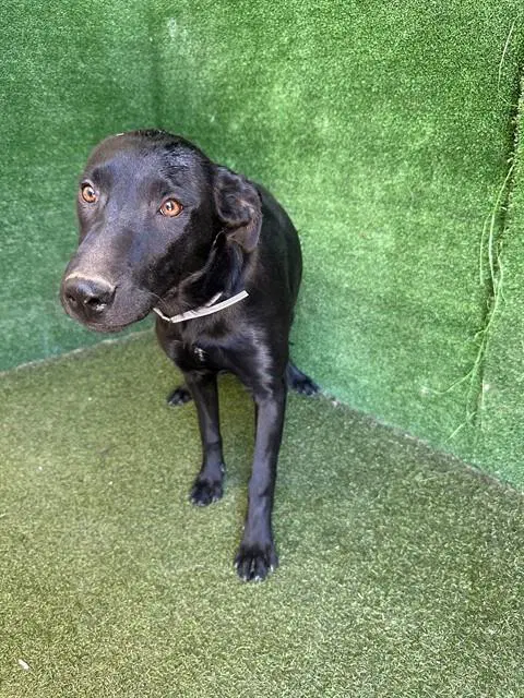Brisa - Labrador Retriever
