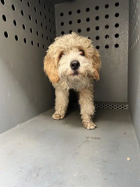 Unknown - Poodle (Miniature)