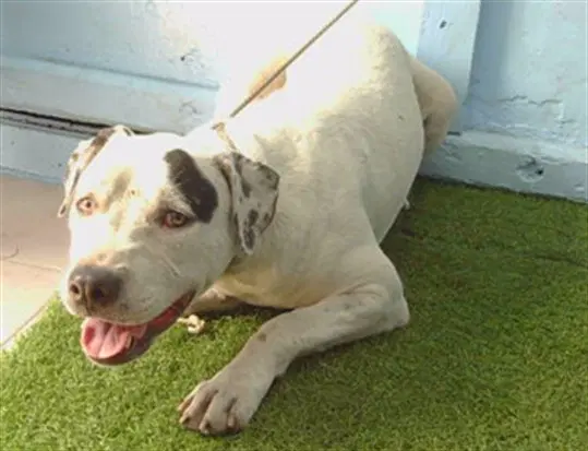 Darla - Pit Bull Terrier