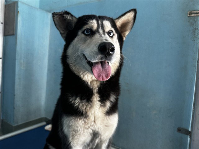 NOVA